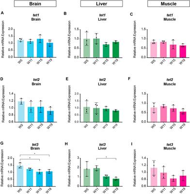 Analysis of Methylation Dynamics Reveals a Tissue-Specific, Age-Dependent Decline in 5-Methylcytosine Within the Genome of the Vertebrate Aging Model Nothobranchius furzeri